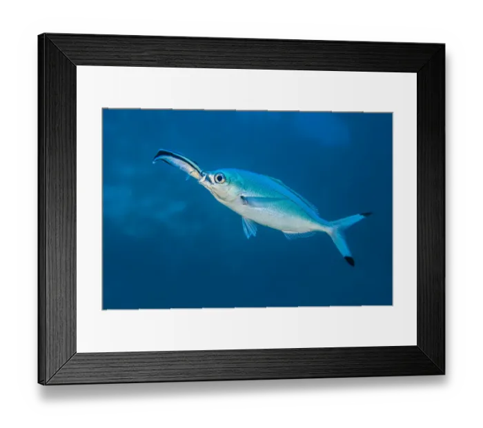 Framed Print : Bluestreak cleaner wrasse (Labroides dimidiatus) sticking its head into the mouth Framed Print : Bluestreak cleaner wrasse (Labroides dimidiatus) sticking its head into the mouth