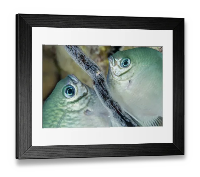 Framed Print : Whitebelly damselfish (Amblyglyphidodon leucogaster) male and female laying egg