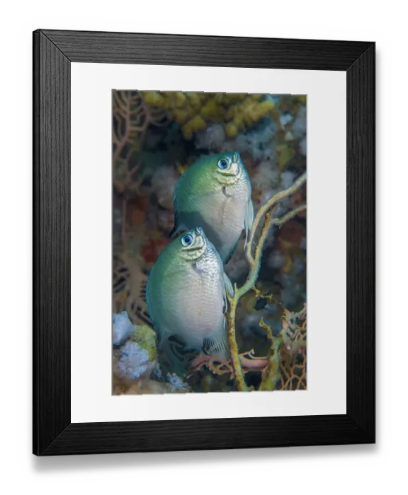 Framed Print : Whitebelly damselfish (Amblyglyphidodon leucogaster) pair spawning / laying eggs on a seafan Framed Print : Whitebelly damselfish (Amblyglyphidodon leucogaster) pair spawning / laying eggs on a seafan