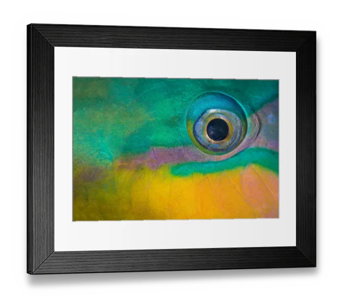 Framed Print : Bullethead parrotfish (Chlorurus sordidus) male, close up of eye, whilst sleeping at night Framed Print : Bullethead parrotfish (Chlorurus sordidus) male, close up of eye, whilst sleeping at night