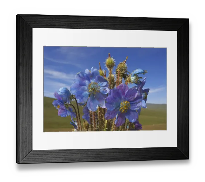 Framed Print : Blue poppy (Meconopsis horridula) Sanjiangyuan National Nature Reserve, Qinghai Framed Print : Blue poppy (Meconopsis horridula) Sanjiangyuan National Nature Reserve, Qinghai