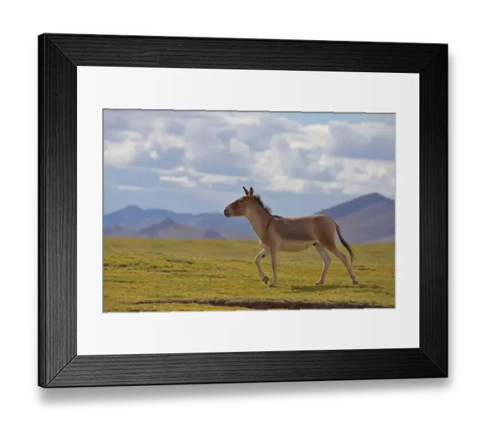 Framed Print : Kiang (Equus kiang) walking, Sanjiangyuan National Nature Reserve, Qinghai Hoh Xil