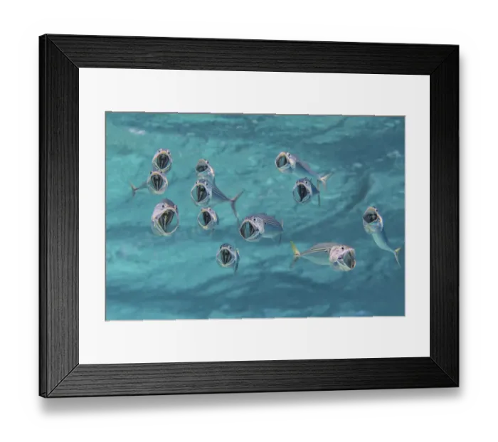 Framed Print : Striped mackerel (Rastrelliger kanagurta) with mouths wide open as they swim through the water Framed Print : Striped mackerel (Rastrelliger kanagurta) with mouths wide open as they swim through the water