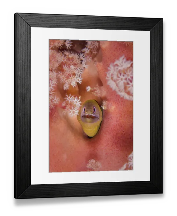 Framed Print : Latticetail moray (Gymnothorax buroensis) emerging from soft coral on a reef. Sangeang Island Framed Print : Latticetail moray (Gymnothorax buroensis) emerging from soft coral on a reef. Sangeang Island
