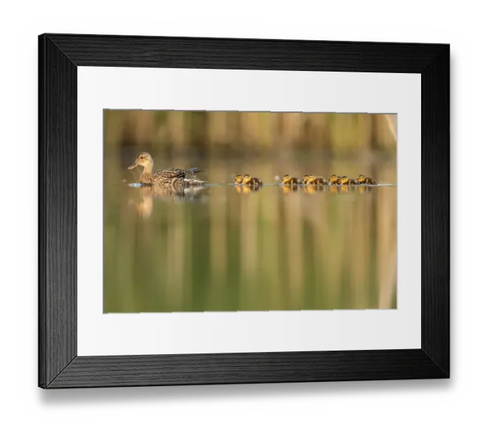 Framed Print : RF - Mallard (Anas platyrhynchos) female swimming with with young chicks following Framed Print : RF - Mallard (Anas platyrhynchos) female swimming with with young chicks following
