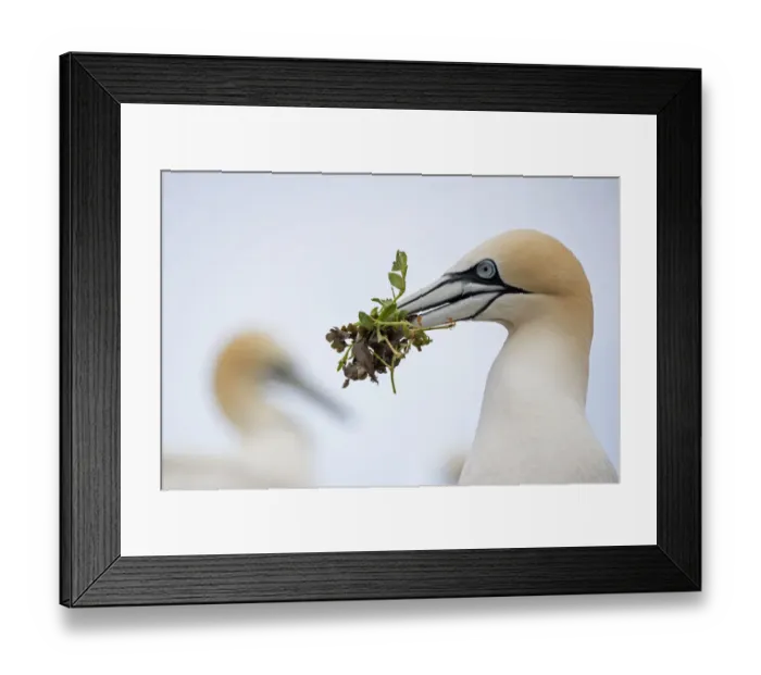 Framed Print : RF - Gannet (Morus bassanus) close-up portrait with nesting material in beak, , Saltee Islands Framed Print : RF - Gannet (Morus bassanus) close-up portrait with nesting material in beak, , Saltee Islands