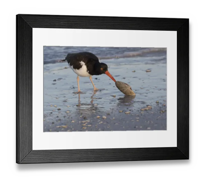 Framed Print : American oystercatcher (Haematopus palliatus) feeding on Calico Clam, shortly after dawn Framed Print : American oystercatcher (Haematopus palliatus) feeding on Calico Clam, shortly after dawn
