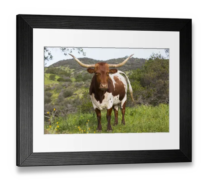 Framed Print : Texas Longhorn cow on high country pasture, Santa Ynez Mountains foothills, Goleta Framed Print : Texas Longhorn cow on high country pasture, Santa Ynez Mountains foothills, Goleta