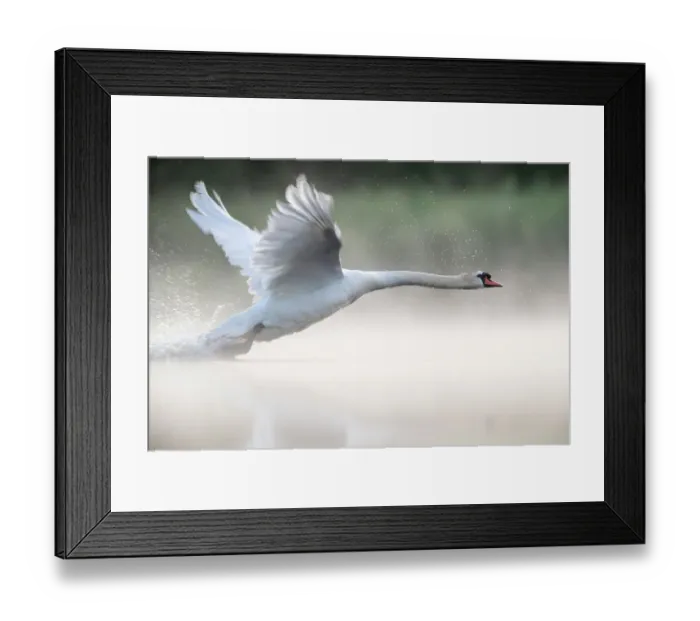 Framed Print : RF - Mute swan (Cygnus olor) taking off from a pond Valkenhorst Nature Reserve, Valkenswaard, the Netherlands June Framed Print : RF - Mute swan (Cygnus olor) taking off from a pond Valkenhorst Nature Reserve, Valkenswaard, the Netherlands June