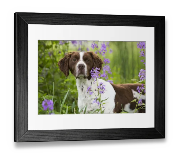 Framed Print : Brittany dog among Phlox, in field, Amston, Connecticut, USA Framed Print : Brittany dog among Phlox, in field, Amston, Connecticut, USA