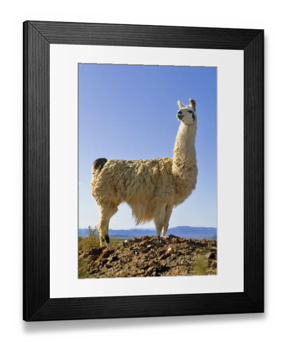 Framed Print : Llama (Llama glama) Laguna de Los Pozuelos NP, Andes, NW Argentina Framed Print : Llama (Llama glama) Laguna de Los Pozuelos NP, Andes, NW Argentina