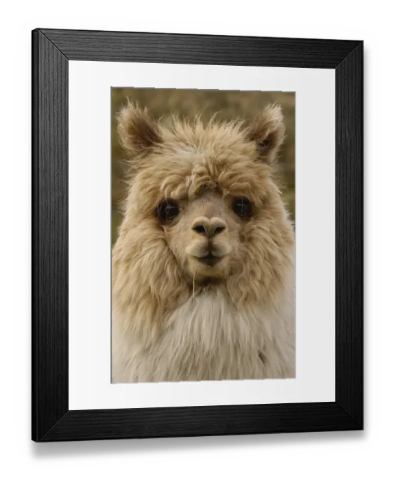 Framed Print : Alpaca head portrait{Lama pacos} Andes, Ecuador Framed Print : Alpaca head portrait{Lama pacos} Andes, Ecuador
