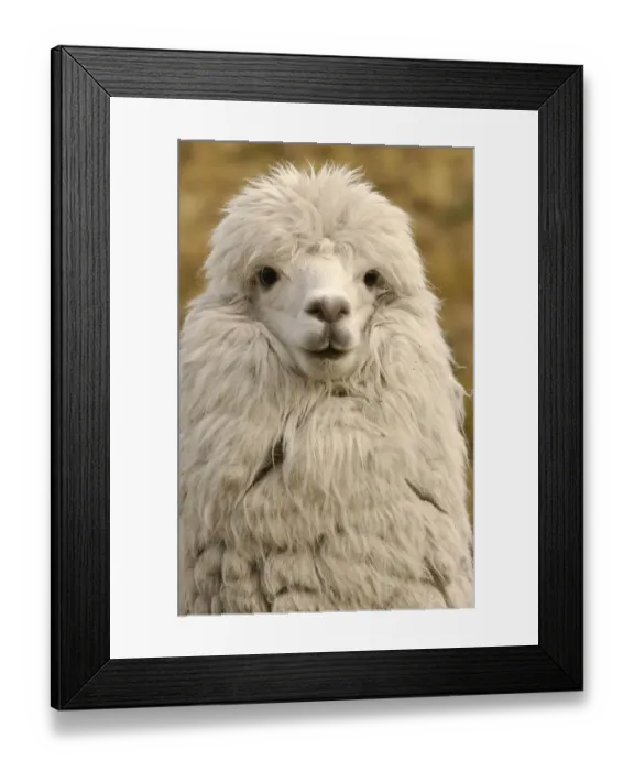 Framed Print : Alpaca head portrait {Lama pacos} Andes, Ecuador Framed Print : Alpaca head portrait {Lama pacos} Andes, Ecuador