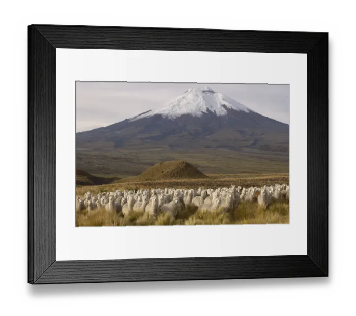 Framed Print : Alpaca herd {Lama pacos} at base of Cotopaxi Volcano, Andes, Ecuador. Paramo habitat Framed Print : Alpaca herd {Lama pacos} at base of Cotopaxi Volcano, Andes, Ecuador. Paramo habitat