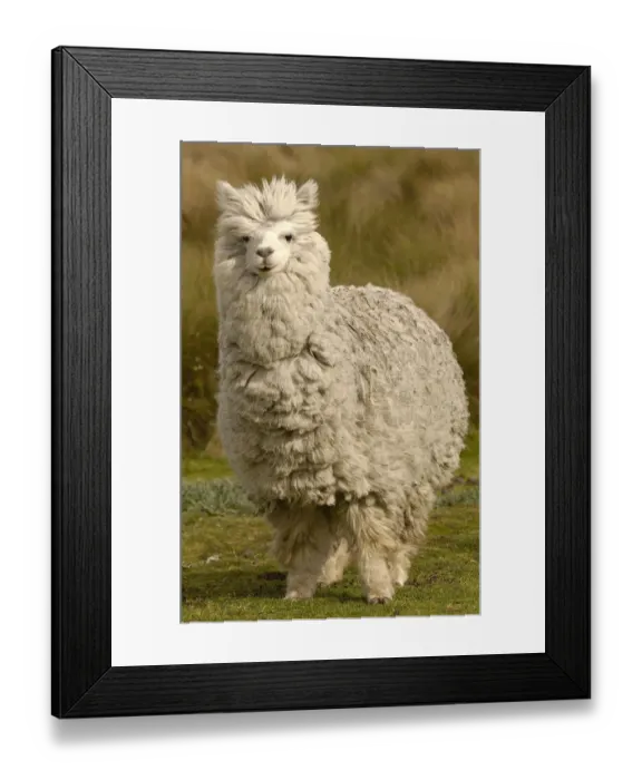 Framed Print : Alpaca {Lama pacos} Andes. Ecuador Framed Print : Alpaca {Lama pacos} Andes. Ecuador