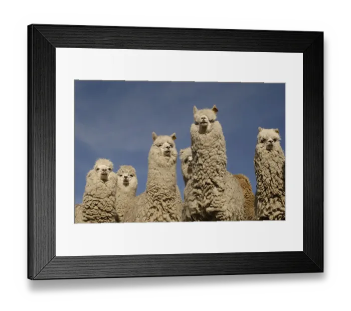 Framed Print : Alpacas {Lama pacos} Andes. Ecuador