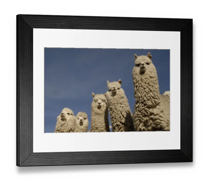 Framed Print : Alpacas {Lama pacos} Andes. Ecuador Framed Print : Alpacas {Lama pacos} Andes. Ecuador