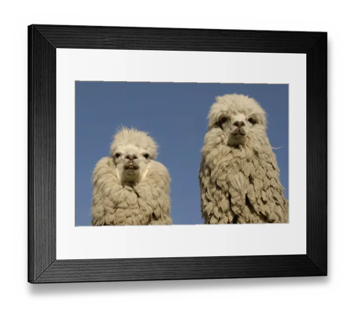 Framed Print : Two Alpacas {Lama pacos} head portraits, Andes. Ecuador Framed Print : Two Alpacas {Lama pacos} head portraits, Andes. Ecuador