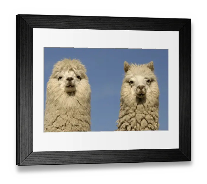 Framed Print : Two Alpacas {Lama pacos} head portraits, Andes. Ecuador Framed Print : Two Alpacas {Lama pacos} head portraits, Andes. Ecuador