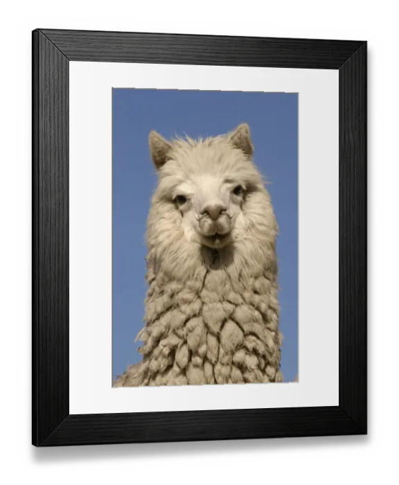 Framed Print : Alpaca {Lama pacos} Andes. Ecuador Framed Print : Alpaca {Lama pacos} Andes. Ecuador