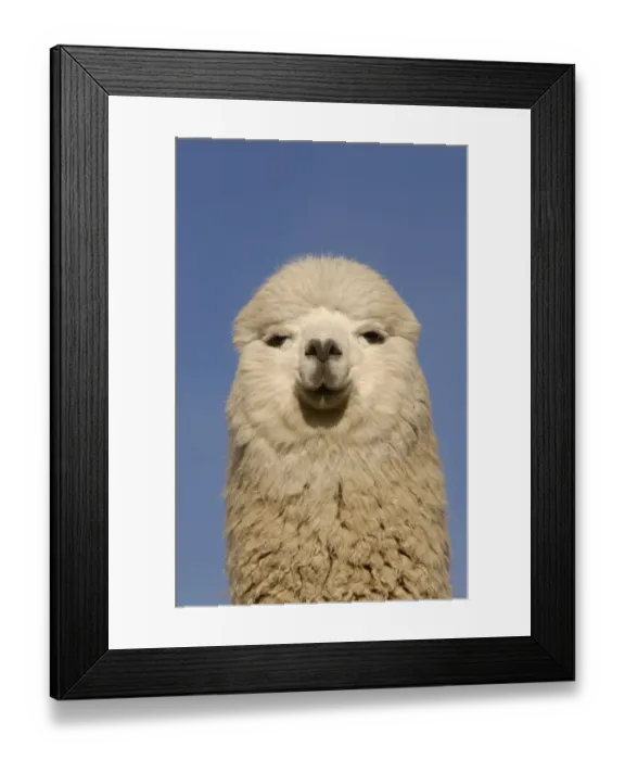 Framed Print : Alpacas {Lama pacos} with ears laid back flat, Andes. Ecuador Framed Print : Alpacas {Lama pacos} with ears laid back flat, Andes. Ecuador