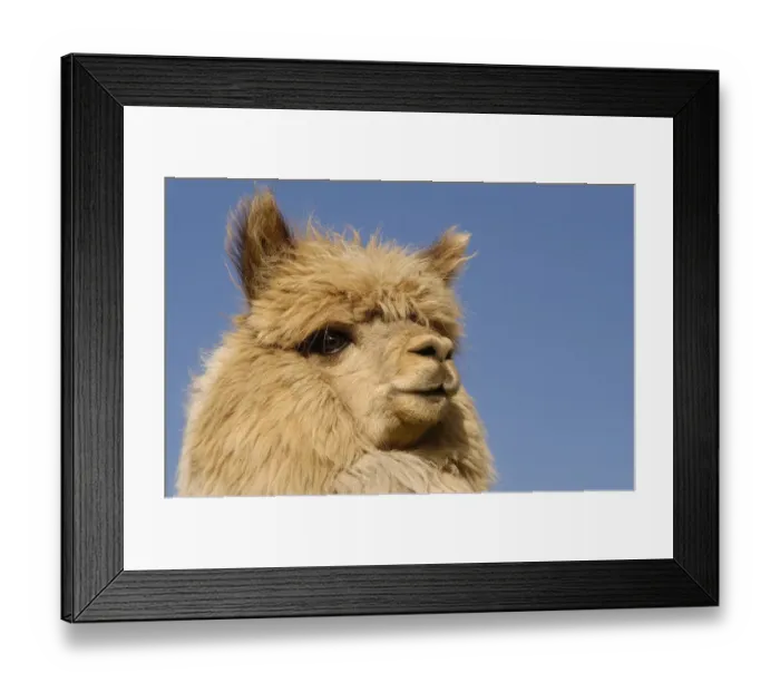 Framed Print : Alpaca {Lama pacos} head portrait, Andes. Ecuador Framed Print : Alpaca {Lama pacos} head portrait, Andes. Ecuador