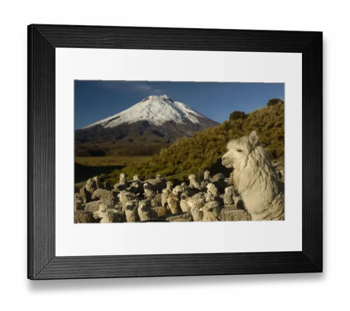 Framed Print : Cotopaxi Volcano (5897 meters) and herd of Alpacas (Lama pacos) Highest active volcano in the world Framed Print : Cotopaxi Volcano (5897 meters) and herd of Alpacas (Lama pacos) Highest active volcano in the world