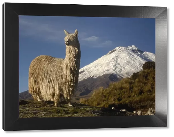 Alpaca Suri, a long haired variety of alpaca {Lama pacos} Cotopaxi volcano, Andes