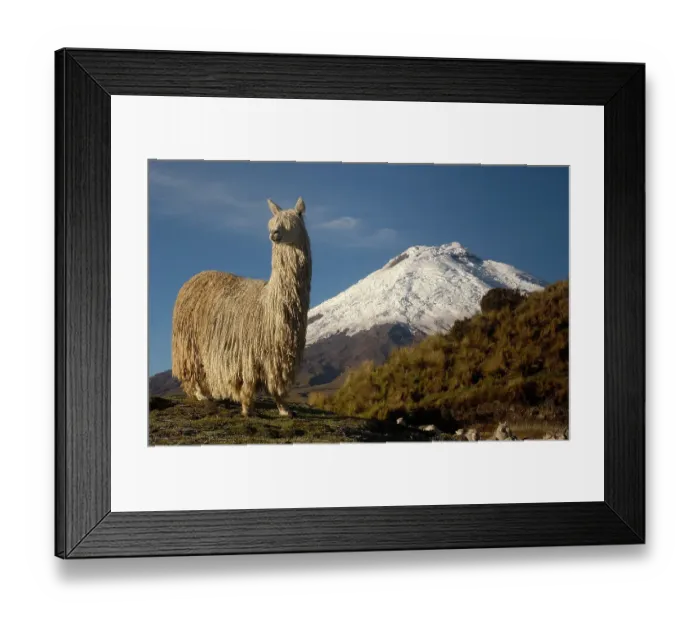 Framed Print : Alpaca Suri, a long haired variety of alpaca {Lama pacos} Cotopaxi volcano, Andes