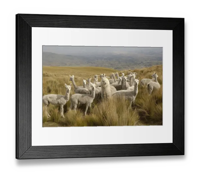 Framed Print : Alpacas {Lama pacos} on the Paramo after shearing, Casa Condor, San Pablo Community Framed Print : Alpacas {Lama pacos} on the Paramo after shearing, Casa Condor, San Pablo Community