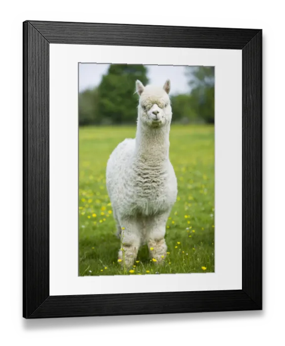 Framed Print : White domestic Alpaca {Lama pacos}, bred in the UK for its soft wool, UK Framed Print : White domestic Alpaca {Lama pacos}, bred in the UK for its soft wool, UK