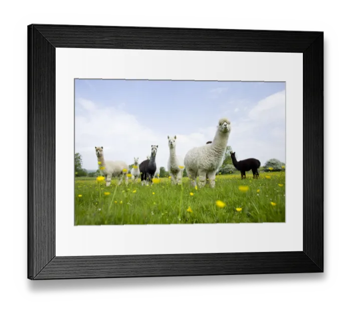 Framed Print : Flock of domestic Alpaca {Lama pacos}, bred in the UK for their soft wool, UK Framed Print : Flock of domestic Alpaca {Lama pacos}, bred in the UK for their soft wool, UK