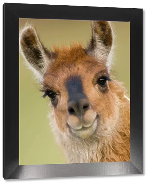 Llama {Lama glama} portrait, captive, Peru