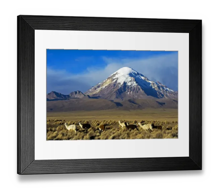 Framed Print : Domesticated Alpaca / Vicugna (Lama / Vicungna pacos) on plains with snow-capped peak in distance Framed Print : Domesticated Alpaca / Vicugna (Lama / Vicungna pacos) on plains with snow-capped peak in distance