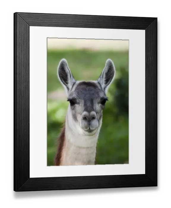 Framed Print : Female Alpaca (Lama / Vicugna pacos) portrait, Otavalo, Ecuador Framed Print : Female Alpaca (Lama / Vicugna pacos) portrait, Otavalo, Ecuador
