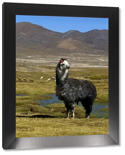 Domesticated Alpaca  /  Vicugna (Lama  /  Vicungna pacos) on altiplano plains. Sajama National Park