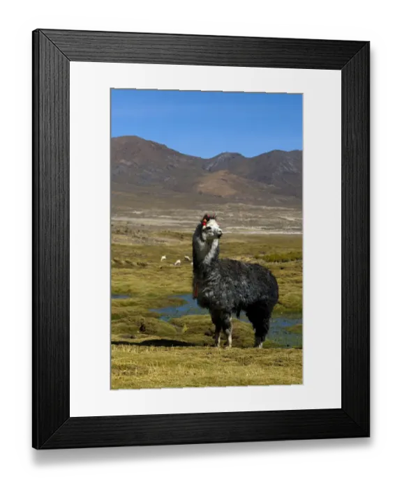 Framed Print : Domesticated Alpaca / Vicugna (Lama / Vicungna pacos) on altiplano plains. Sajama National Park Framed Print : Domesticated Alpaca / Vicugna (Lama / Vicungna pacos) on altiplano plains. Sajama National Park