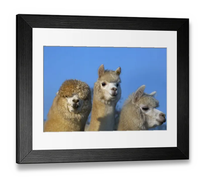 Framed Print : Alpaca Herd on Norfolk Farm, winter Framed Print : Alpaca Herd on Norfolk Farm, winter