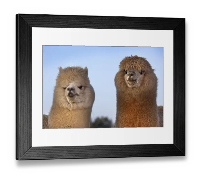 Framed Print : Alpaca Herd on Norfolk Farm, winter Framed Print : Alpaca Herd on Norfolk Farm, winter