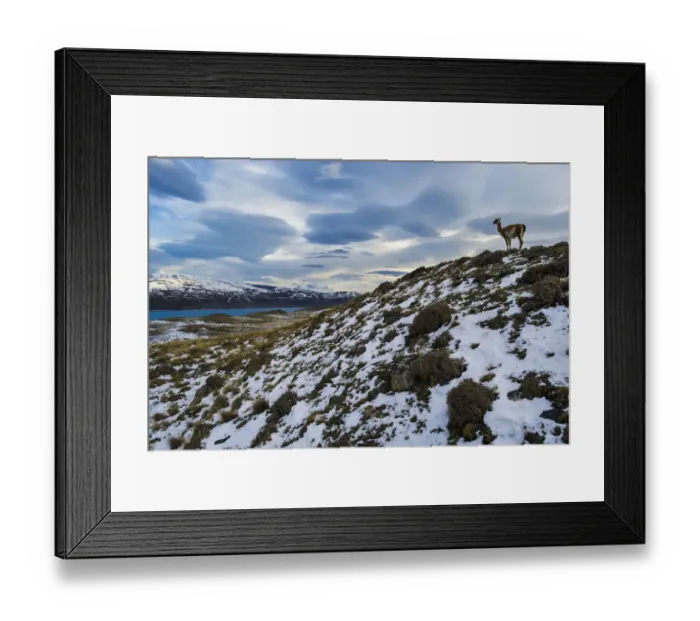 Framed Print : Guanaco (Lama guanicoe) with lake and mountains, Torres del Paine National Park, Patagonia Framed Print : Guanaco (Lama guanicoe) with lake and mountains, Torres del Paine National Park, Patagonia