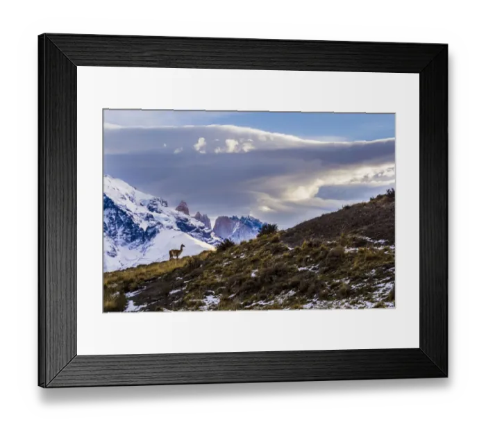 Framed Print : Guanaco (Lama guanicoe) with lake and mountains, Torres del Paine National Park, Patagonia