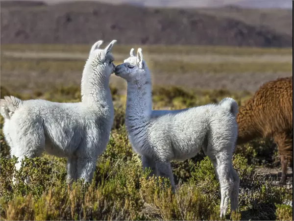 Young Lamas in pasture (Lama glama) altiplano of Atacama Desert, Chile