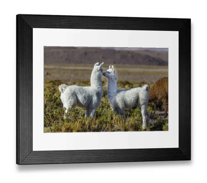 Framed Print : Young Lamas in pasture (Lama glama) altiplano of Atacama Desert, Chile Framed Print : Young Lamas in pasture (Lama glama) altiplano of Atacama Desert, Chile