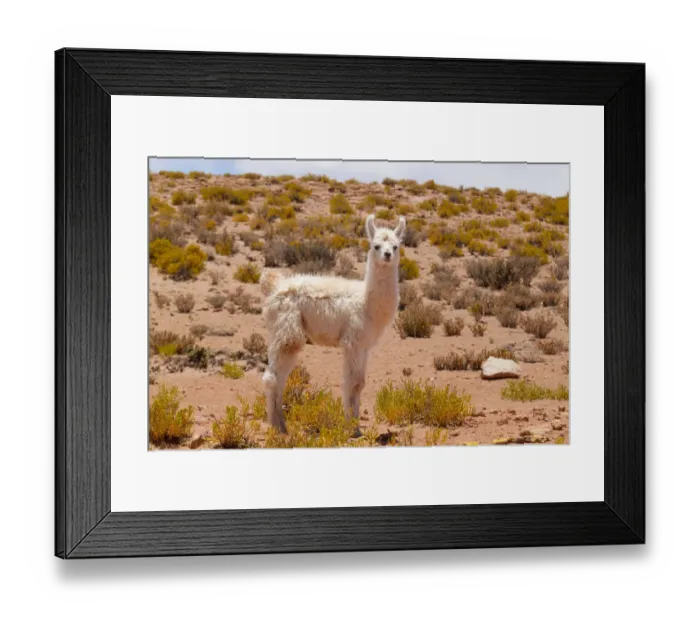 Framed Print : Llama calf on the altiplano, Bolivia, December 2016 Framed Print : Llama calf on the altiplano, Bolivia, December 2016