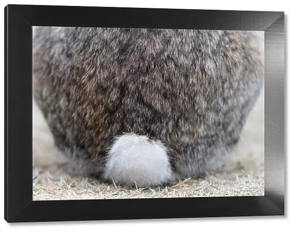 Feral domestic rabbit (Oryctolagus cuniculus) close up of tail, Okunojima Island