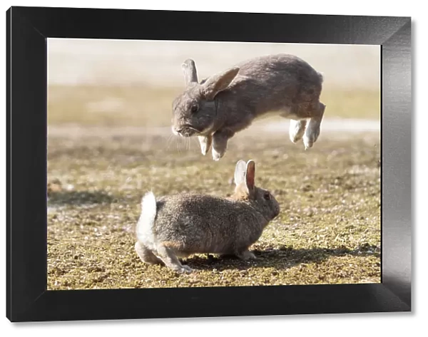 Feral domestic rabbit (Oryctolagus cuniculus) males fighting one leaping into the air