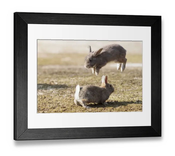 Framed Print : Feral domestic rabbit (Oryctolagus cuniculus) males fighting one leaping into the air Framed Print : Feral domestic rabbit (Oryctolagus cuniculus) males fighting one leaping into the air