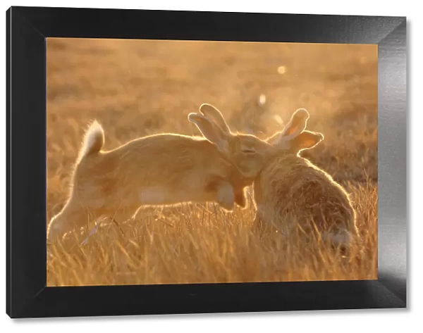 Feral domestic rabbit (Oryctolagus cuniculus) males fighting at sunset, Okunojima Island