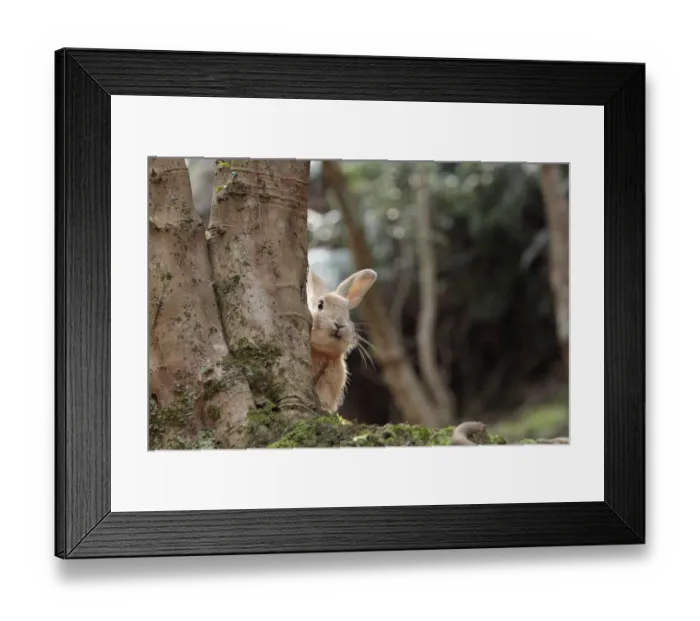 Framed Print : Feral domestic rabbit (Oryctolagus cuniculus) looking round tree trunk, Okunojima Island Framed Print : Feral domestic rabbit (Oryctolagus cuniculus) looking round tree trunk, Okunojima Island