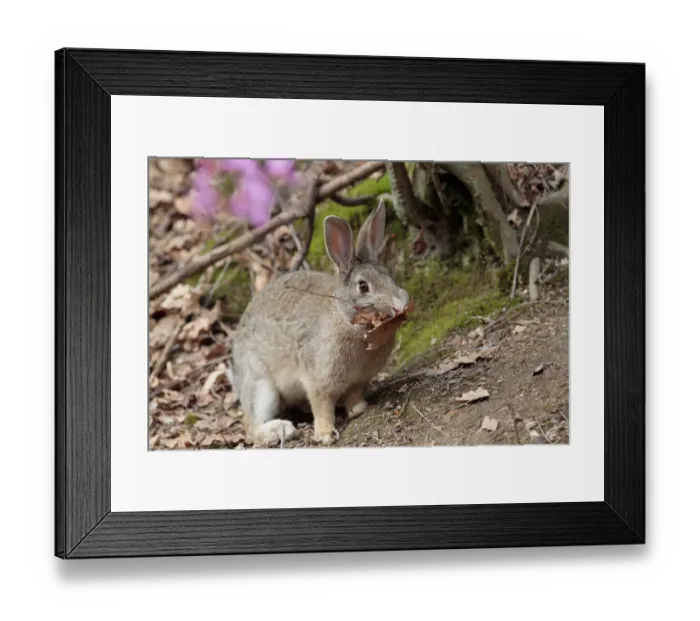 Framed Print : Feral domestic rabbit (Oryctolagus cuniculus) carrying nesting material, Okunojima Island Framed Print : Feral domestic rabbit (Oryctolagus cuniculus) carrying nesting material, Okunojima Island